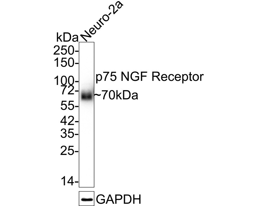 NGFR/TNFRSF16/p75NTR Antibody (SA39-02) Western Blot: NGFR/TNFRSF16/p75NTR Antibody (SA39-02) [NBP2-67296]