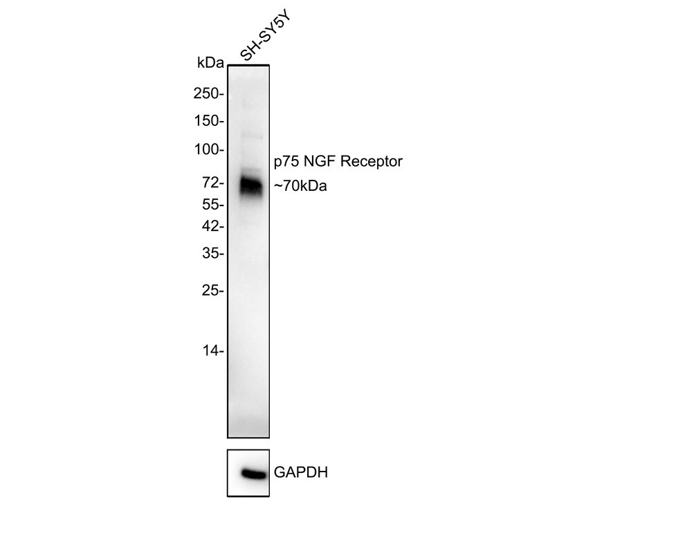 NGFR/TNFRSF16/p75NTR Antibody (SA39-02) Western Blot: NGFR/TNFRSF16/p75NTR Antibody (SA39-02) [NBP2-67296]