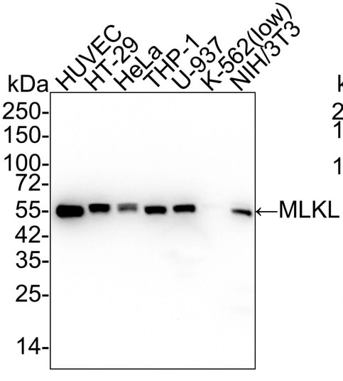 MLKL Antibody (SA40-04) Western Blot: MLKL Antibody (SA40-04) [NBP2-67299]