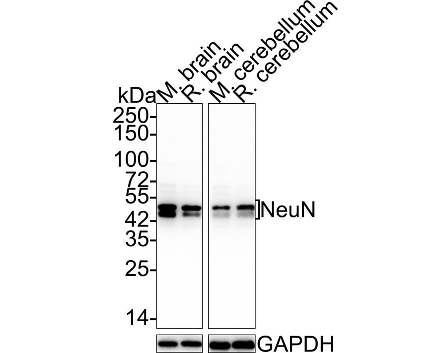 RBFOX3/NeuN Antibody (SR45-07) Western Blot: RBFOX3/NeuN Antibody (SR45-07) [NBP2-67314]