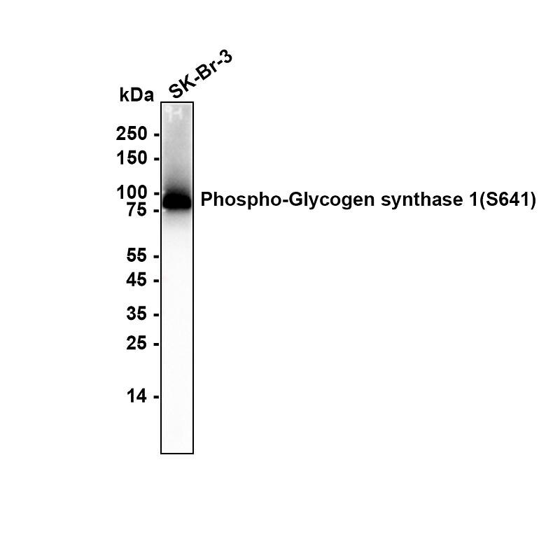 Glycogen Synthase [p Ser641] Antibody (SR46-06) Western Blot: Glycogen Synthase [p Ser641] Antibody (SR46-06) [NBP2-67315]