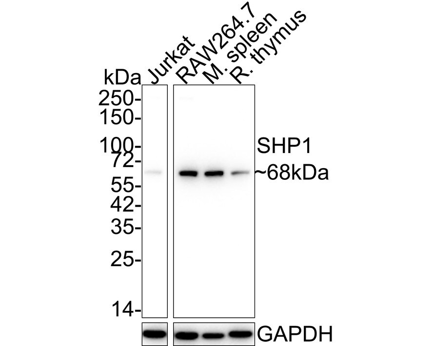 SHP-1 Antibody (SR41-02) Western Blot: SHP-1 Antibody (SR41-02) [NBP2-67321]