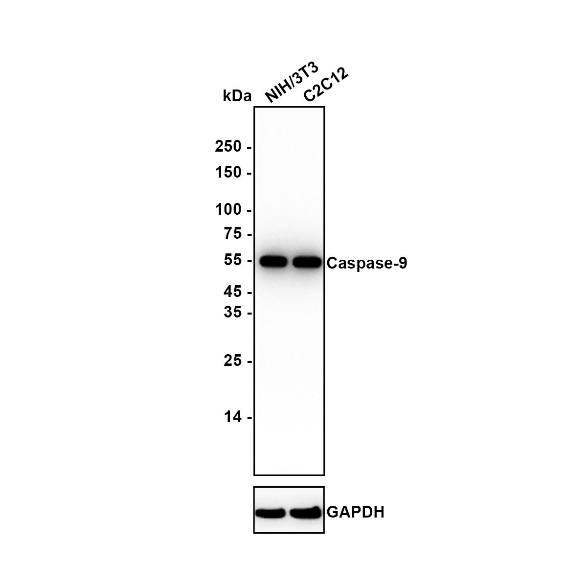 Caspase-9 Antibody (SZ29-01) - (Pro and Active) Western Blot: Caspase-9 Antibody (SZ29-01) - (Pro and Active) [NBP2-67362]