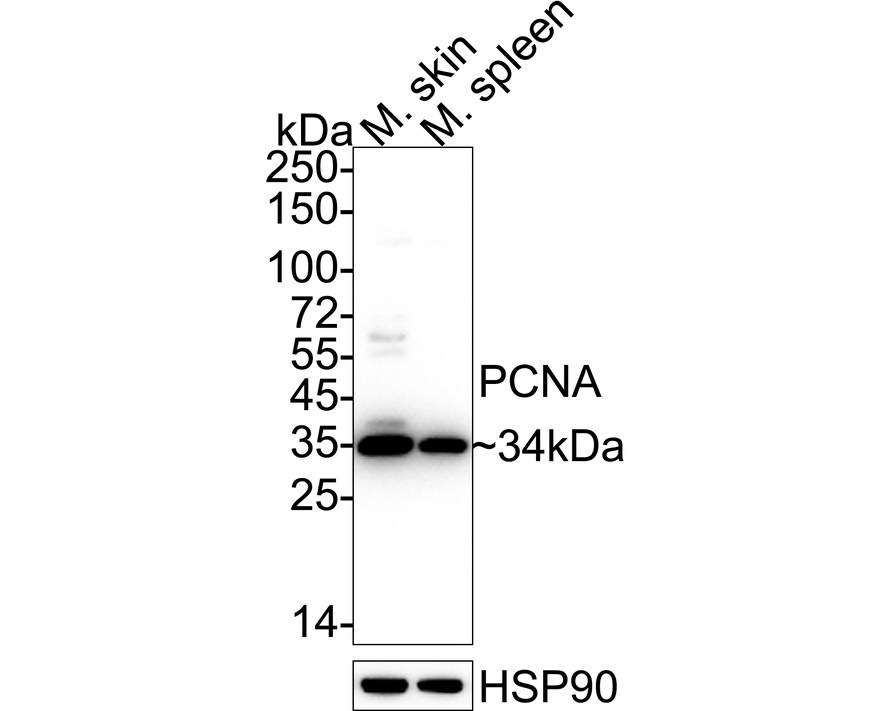 PCNA Antibody (SY12-07) Western Blot: PCNA Antibody (SY12-07) [NBP2-67390]