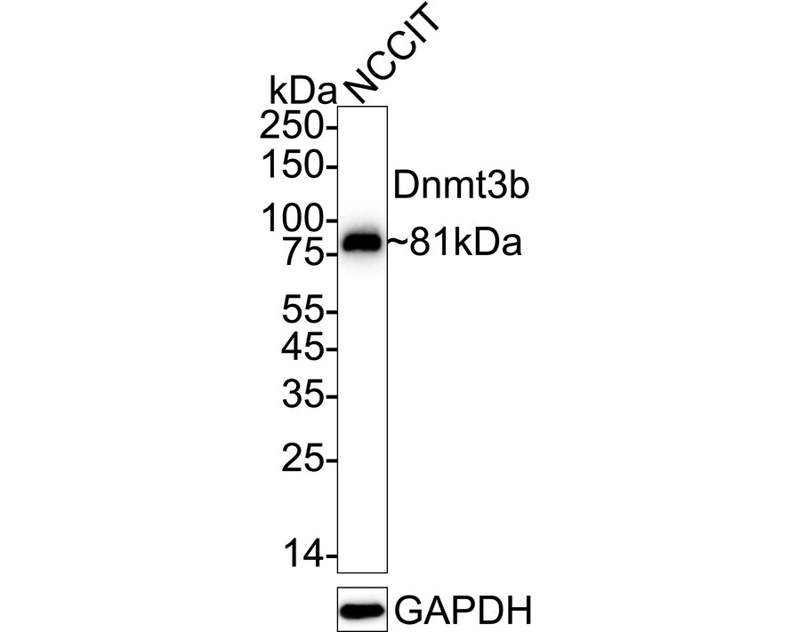 DNMT3B Antibody (SY09-07) Western Blot: DNMT3B Antibody (SY09-07) [NBP2-67398]