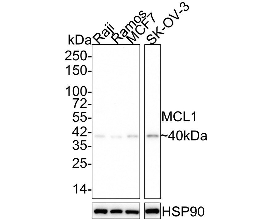 Mcl-1 Antibody (SI16-04) Western Blot: Mcl-1 Antibody (SI16-04) [NBP2-67400]