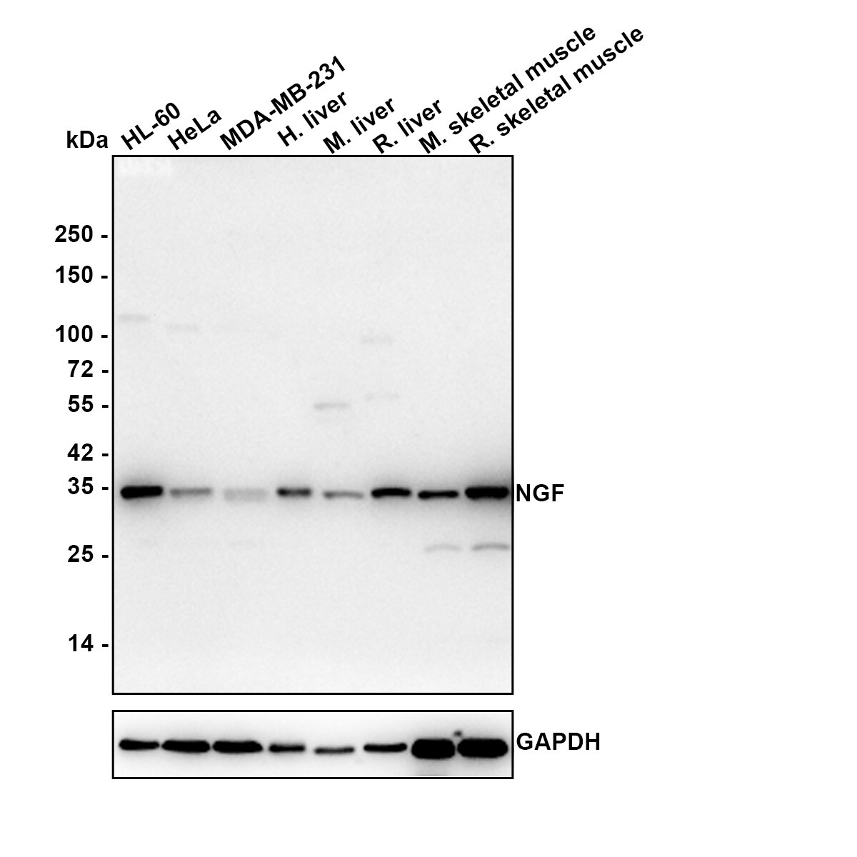 beta-NGF Antibody (SI79-01) Western Blot: beta-NGF Antibody (SI79-01) [NBP2-67406]