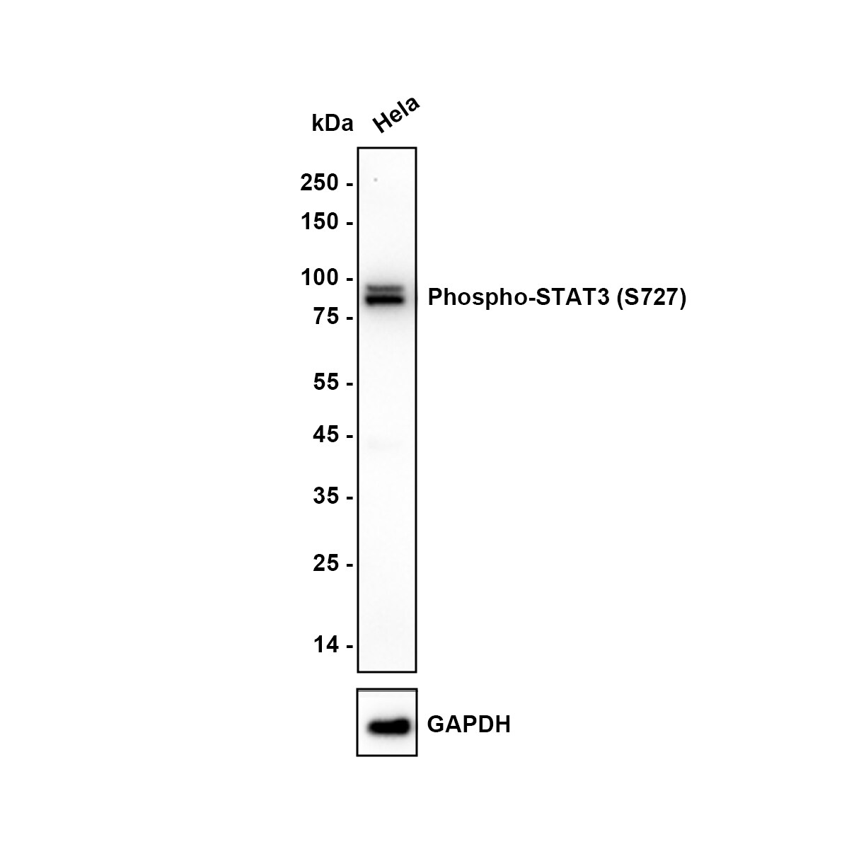 STAT3 [p Ser727] Antibody (SY24-09) Western Blot: STAT3 [p Ser727] Antibody (SY24-09) [NBP2-67433]