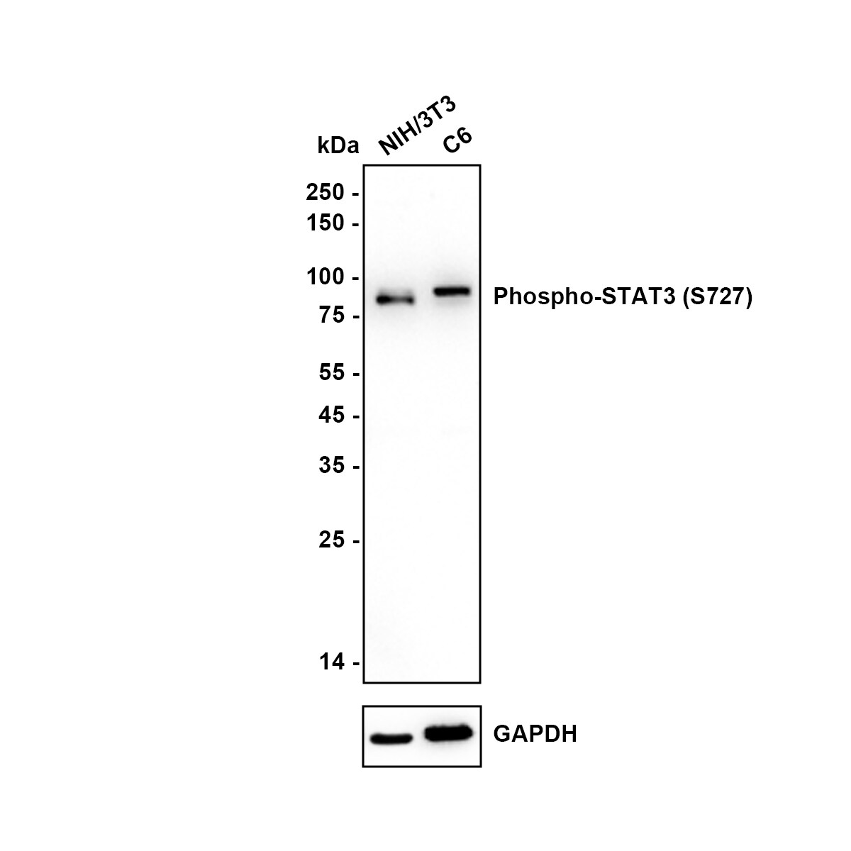 STAT3 [p Ser727] Antibody (SY24-09) Western Blot: STAT3 [p Ser727] Antibody (SY24-09) [NBP2-67433]