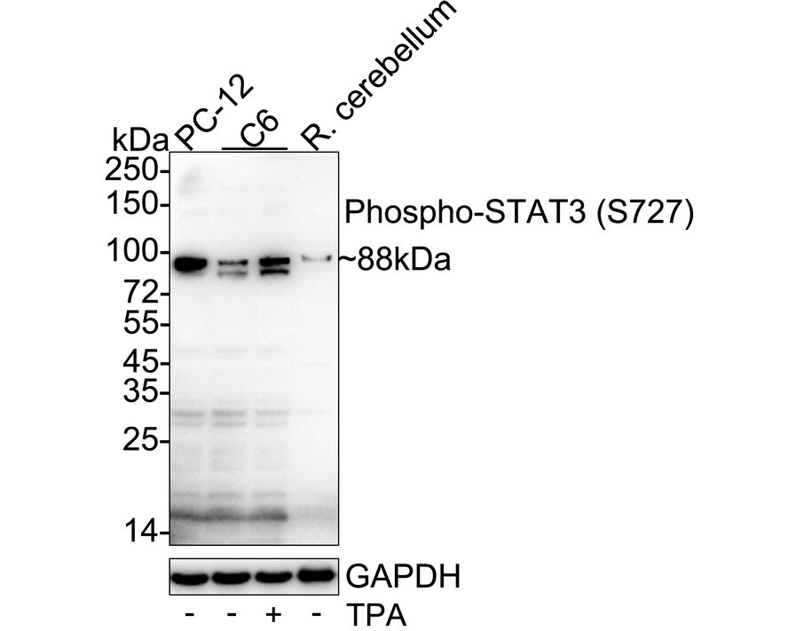 STAT3 [p Ser727] Antibody (SY24-09) Western Blot: STAT3 [p Ser727] Antibody (SY24-09) [NBP2-67433]