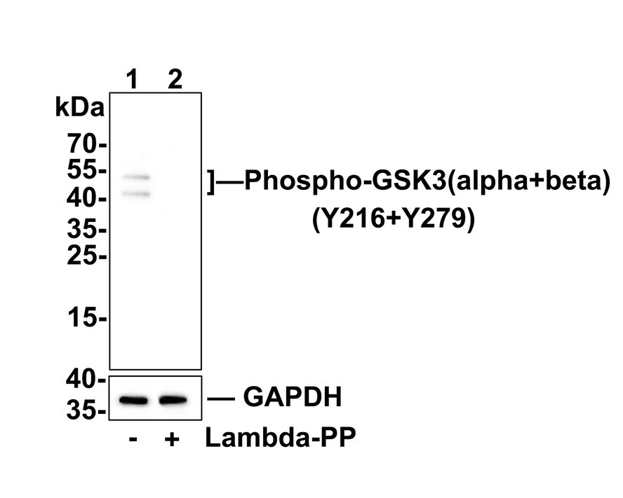 GSK-3 alpha/beta [p Tyr216, p Tyr279] Antibody (SY26-05) Western Blot: GSK-3 alpha/beta [p Tyr216, p Tyr279] Antibody (SY26-05) [NBP2-67441]