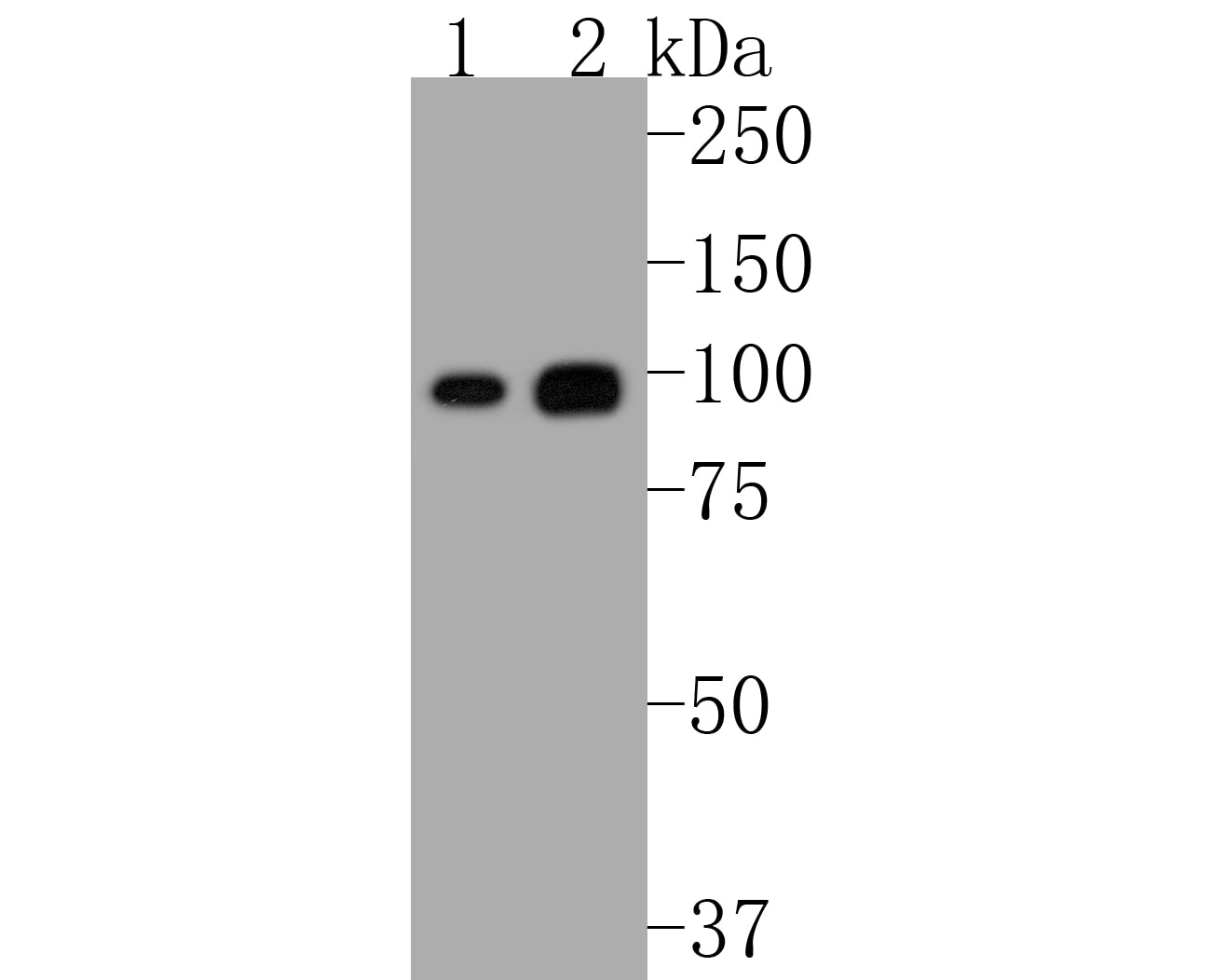 Nrf2 [p Ser40] Antibody (SU0334) Western Blot: Nrf2 [p Ser40] Antibody (SU0334) [NBP2-67465]