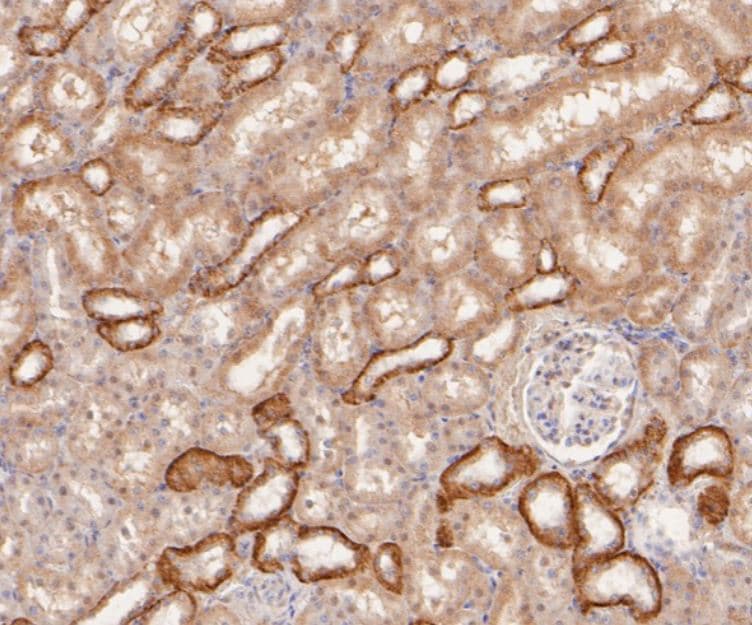 Nrf2 [p Ser40] Antibody (SU0334)