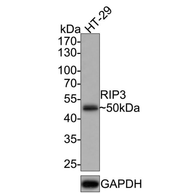 Nrf2 [p Ser40] Antibody (SU0334)