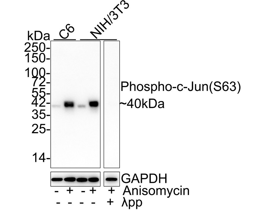 c-jun [p Ser63] Antibody (SY0297) Western Blot: c-jun [p Ser63] Antibody (SY0297) [NBP2-67471]