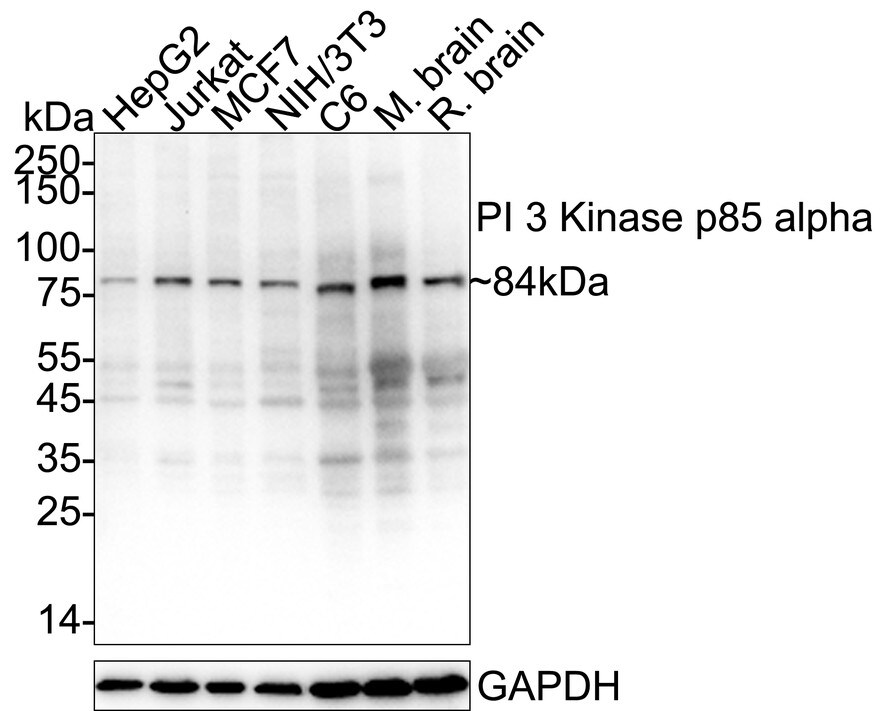 PI 3-Kinase p85 alpha Antibody (SU04-07) Western Blot: PI 3-Kinase p85 alpha Antibody (SU04-07) [NBP2-67488]