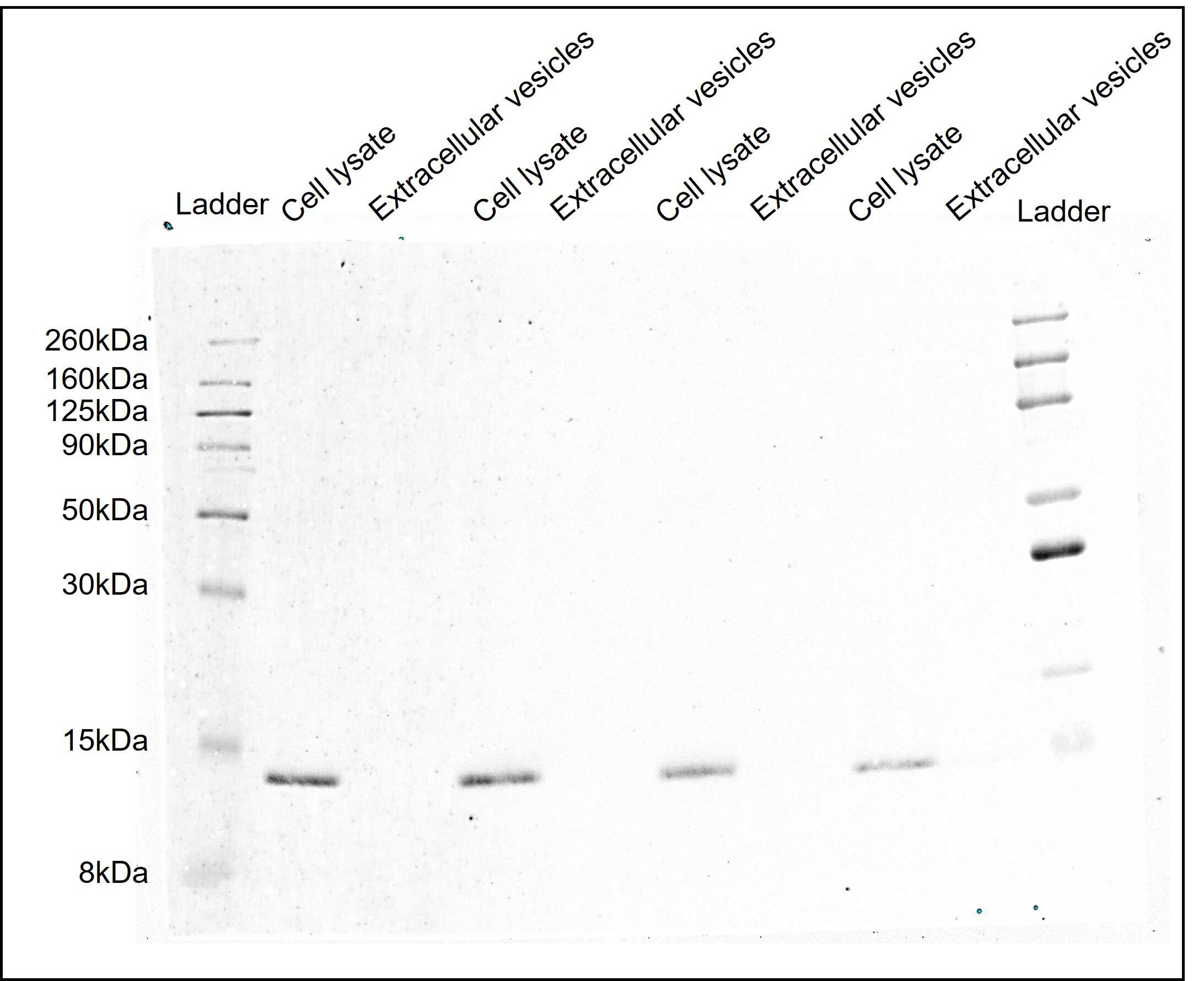 TOMM20 Antibody (ST04-72)