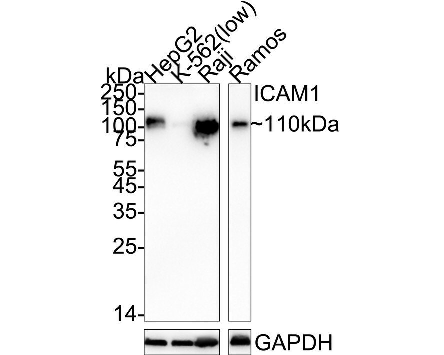 ICAM-1/CD54 Antibody (ST0487) Western Blot: ICAM-1/CD54 Antibody (ST0487) [NBP2-67518]