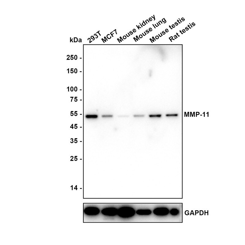 MMP-11 Antibody (SN74-08) Western Blot: MMP-11 Antibody (SN74-08) [NBP2-67670]