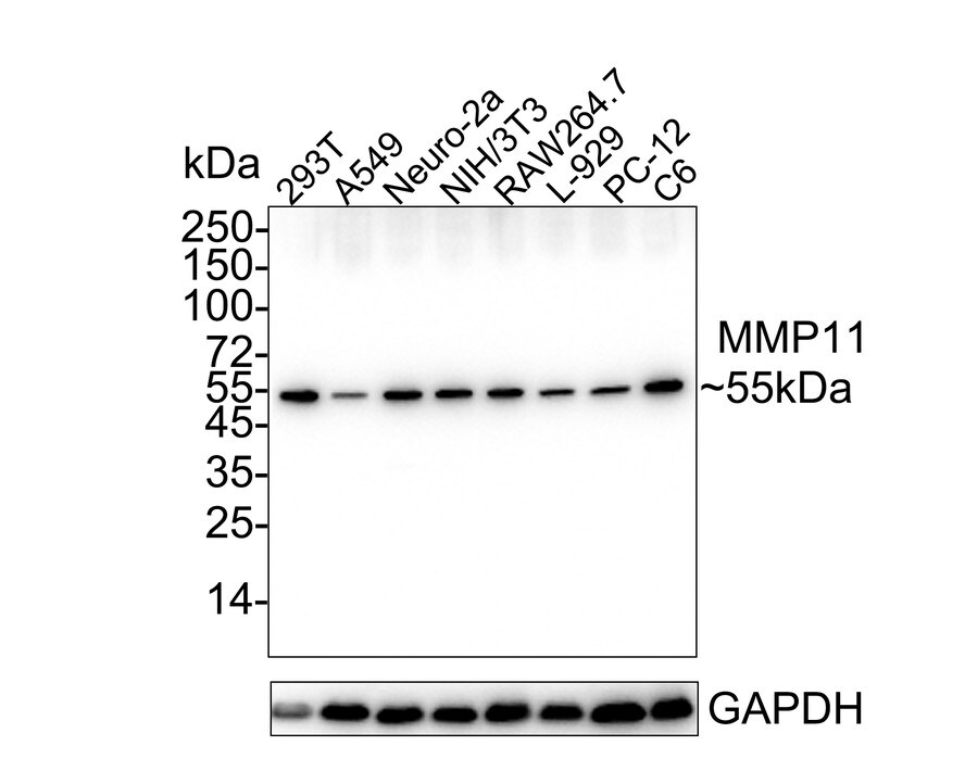 MMP-11 Antibody (SN74-08) Western Blot: MMP-11 Antibody (SN74-08) [NBP2-67670]
