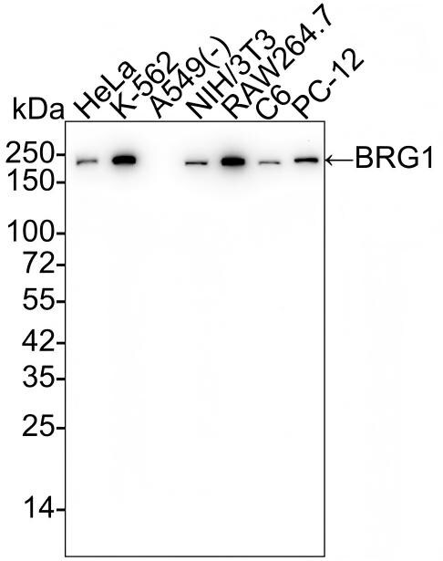 Brg1 Antibody (SN20-03) Western Blot: Brg1 Antibody (SN20-03) [NBP2-67720]