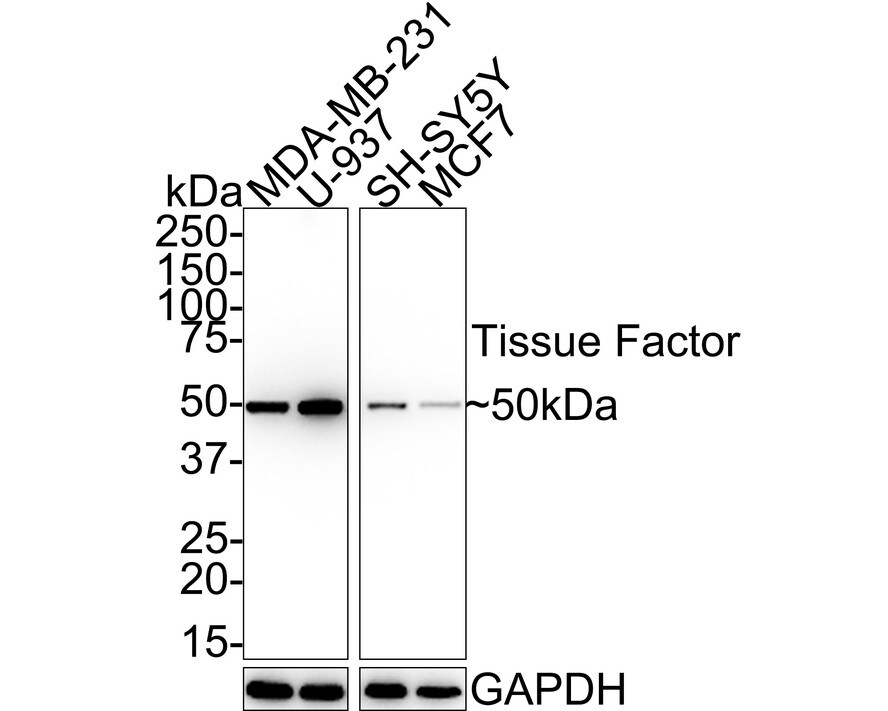 Coagulation Factor III/Tissue Factor Antibody (SN20-16) Western Blot: Coagulation Factor III/Tissue Factor Antibody (SN20-16) [NBP2-67731]