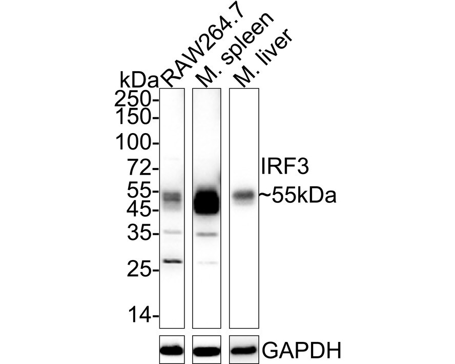 IRF3 Antibody (SD2062) Western Blot: IRF3 Antibody (SD2062) [NBP2-67741]