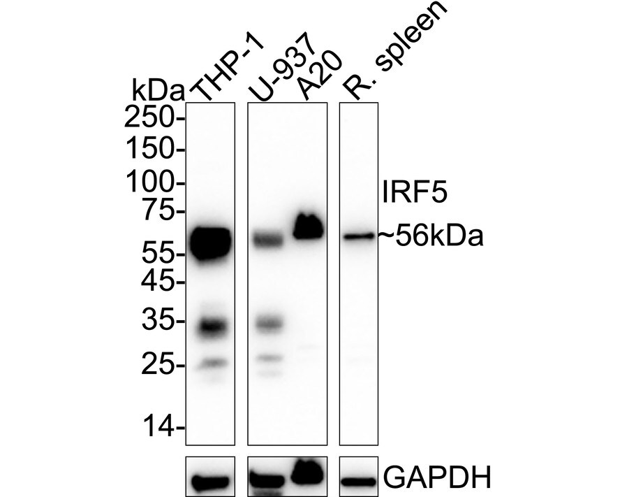 IRF5 Antibody (SD203-07) Western Blot: IRF5 Antibody (SD203-07) [NBP2-67742]