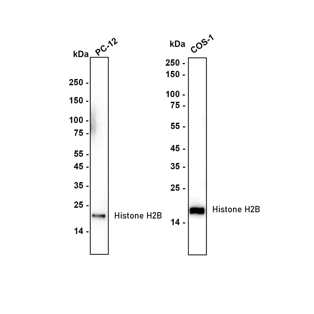 Histone H2B Antibody (SD20-63) Western Blot: Histone H2B Antibody (SD20-63) [NBP2-67753]