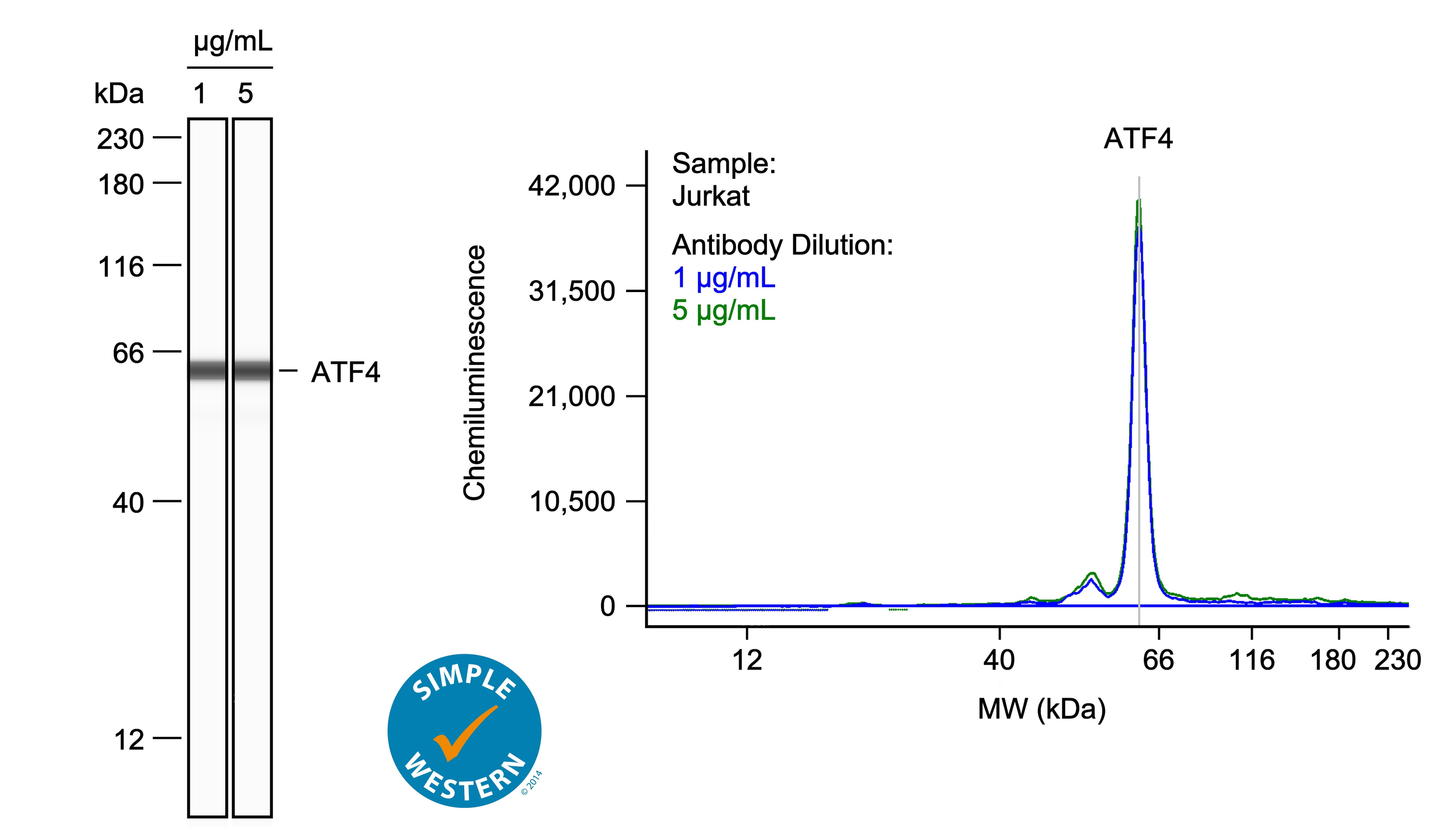 ATF4 Antibody (SD20-92)