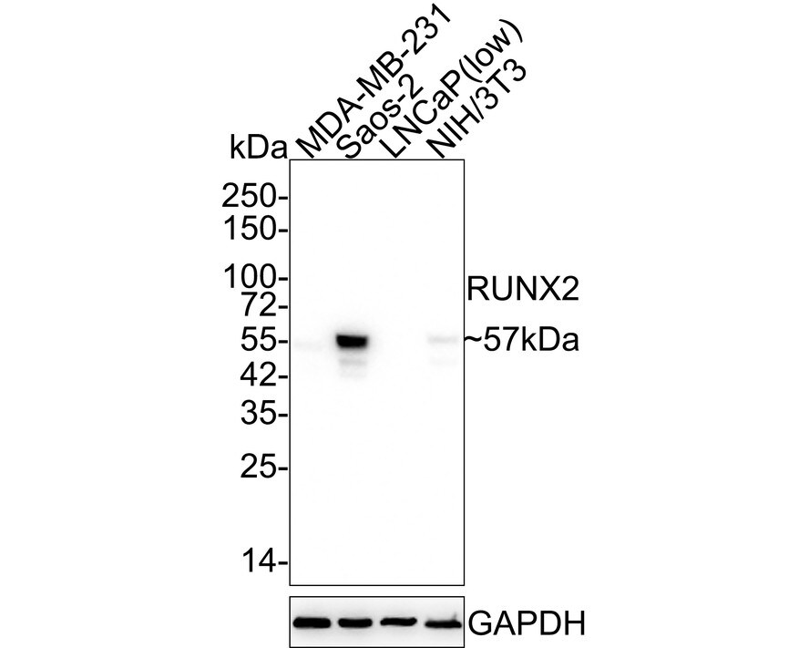 RUNX2/CBFA1 Antibody (SD208-0) Western Blot: RUNX2/CBFA1 Antibody (SD208-0) [NBP2-67777]