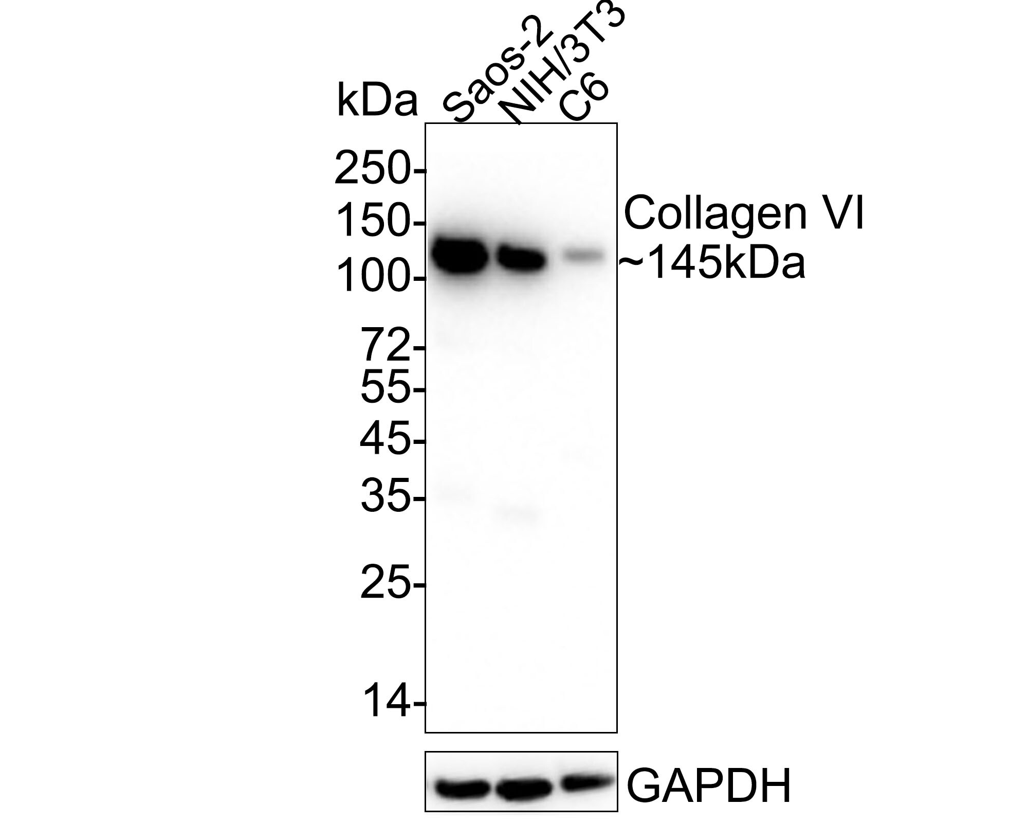 Collagen VI alpha 1 Antibody (SD83-03) Western Blot: Collagen VI alpha 1 Antibody (SD83-03) [NBP2-67825]