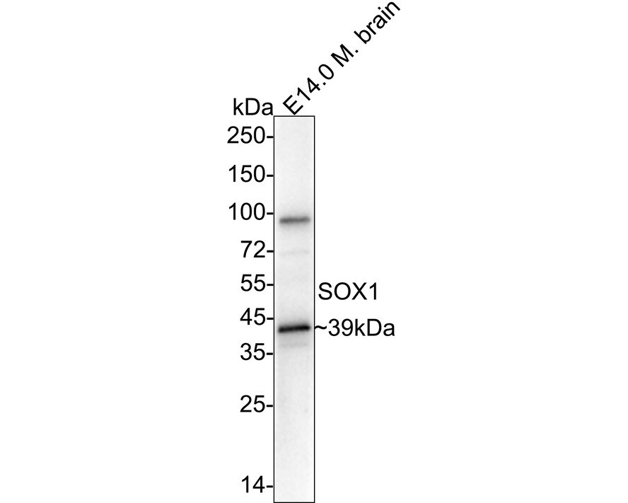 SOX1 Antibody (JJ20-40) Western Blot: SOX1 Antibody (JJ20-40) [NBP2-67864]