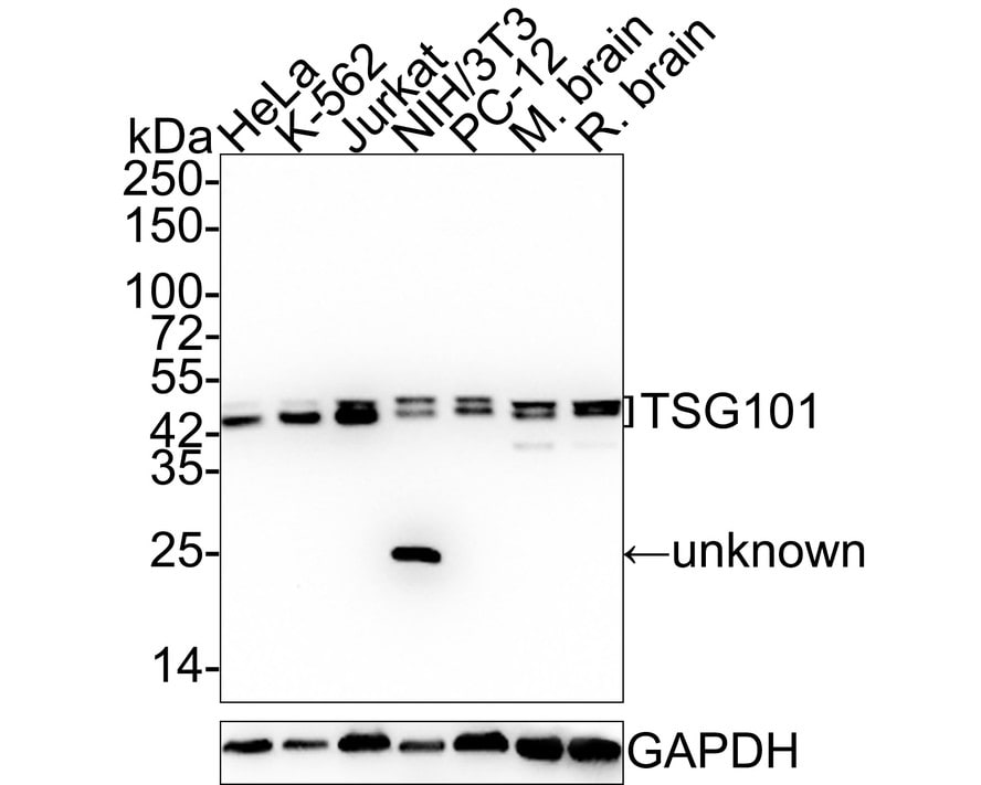 TSG101 Antibody (JJ0900) Western Blot: TSG101 Antibody (JJ0900) [NBP2-67884]
