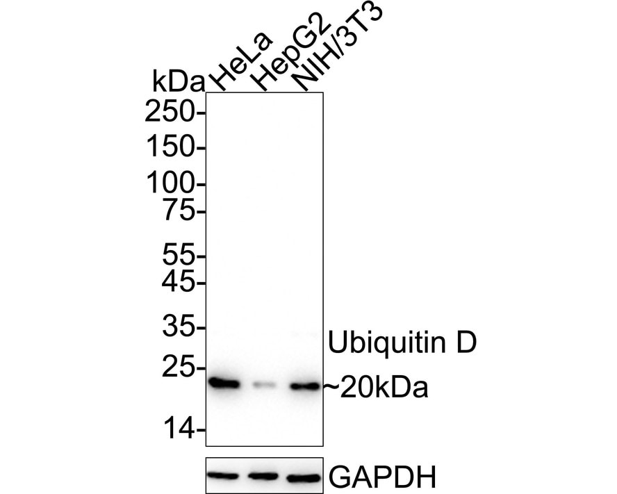 FAT10 Antibody (JJ084-09) Western Blot: FAT10 Antibody (JJ084-09) [NBP2-67917]