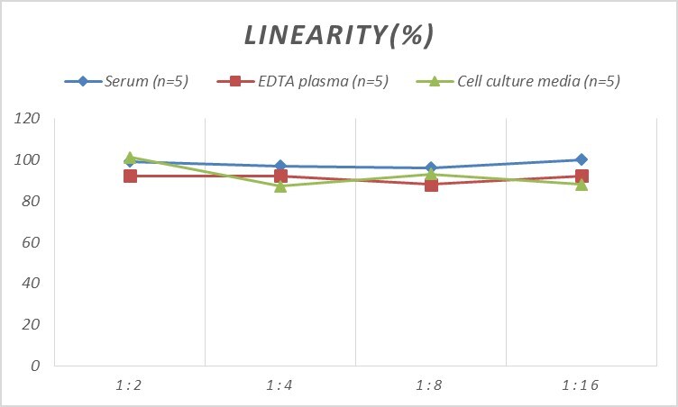 Human AKAP12 ELISA Kit (Colorimetric)