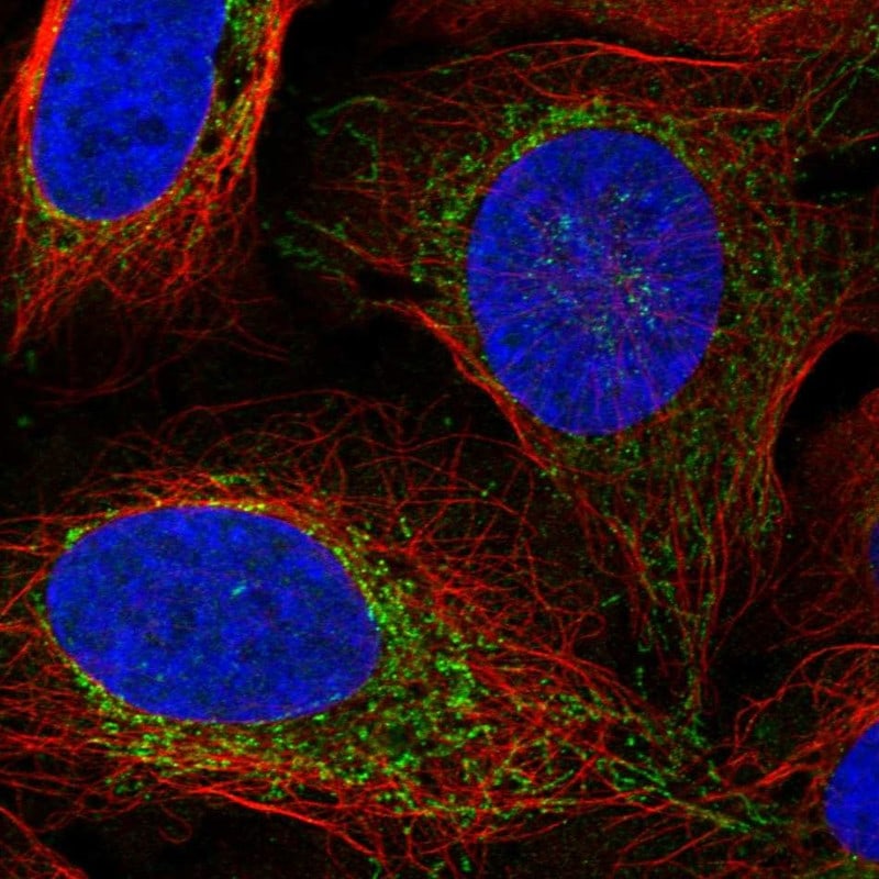 Vasorin/SLIT-like 2 Antibody - BSA Free Immunocytochemistry/ Immunofluorescence: Vasorin/SLIT-like 2 Antibody - BSA Free [NBP2-68577]