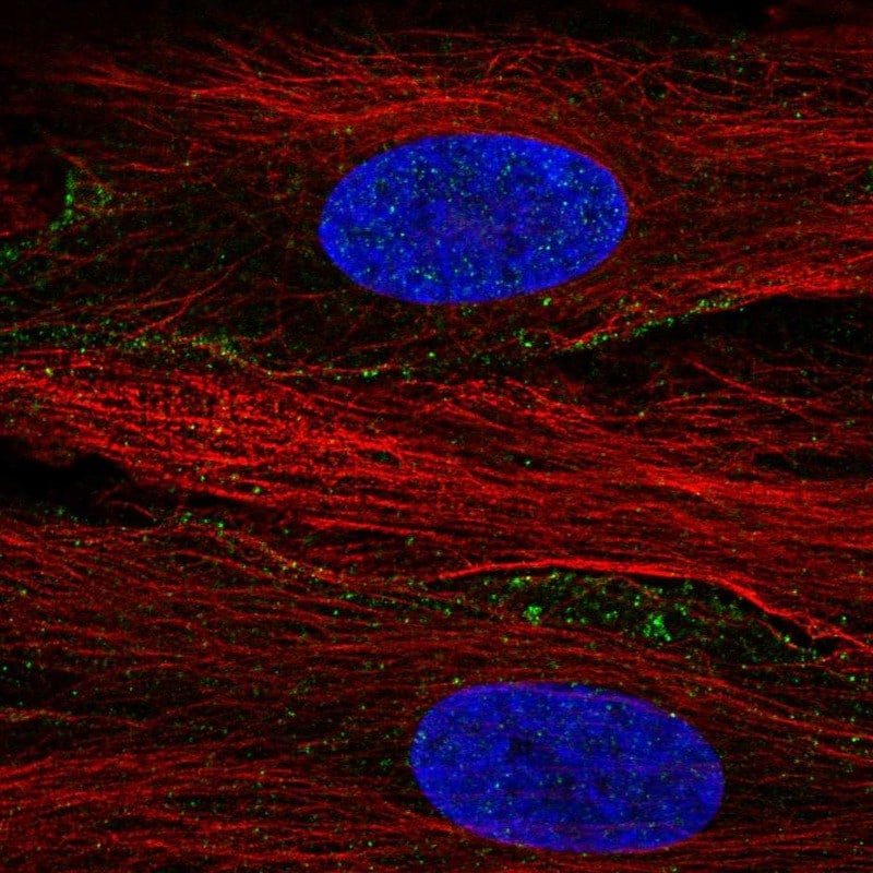 SLC13A3/NaDC3 Antibody - BSA Free Immunocytochemistry/ Immunofluorescence: SLC13A3/NaDC3 Antibody - BSA Free [NBP2-68586]