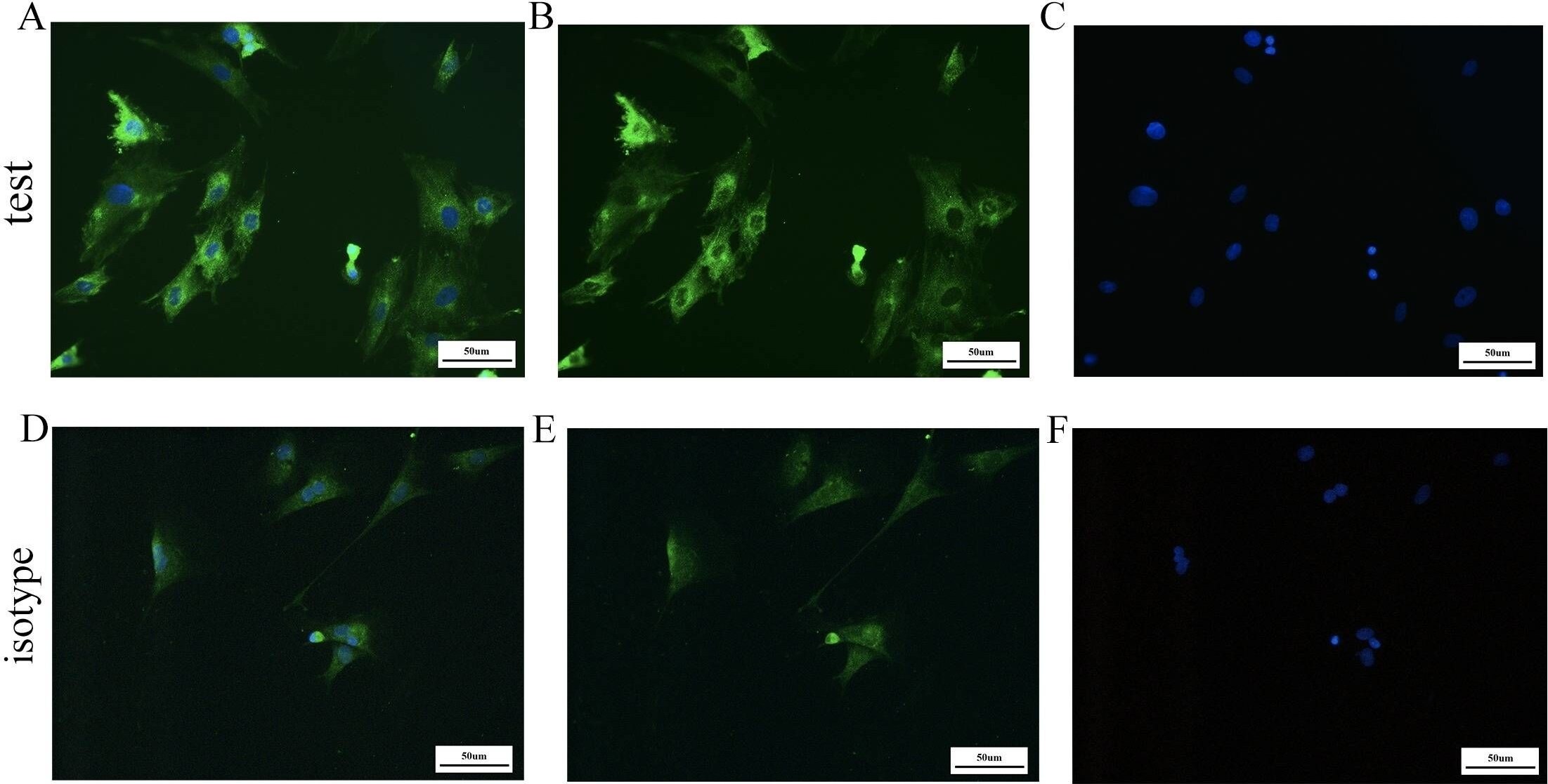 LRRC32/GARP Antibody