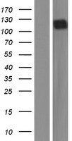 CD117/c-kit Overexpression Lysate