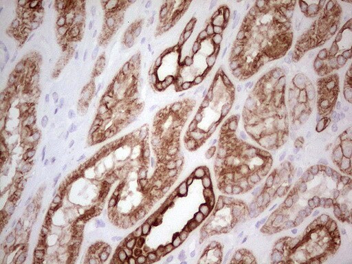 MDR1/ABCB1 Antibody (OTI1A7) - Azide and BSA Free