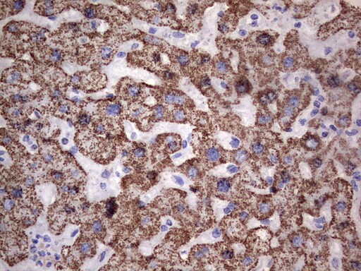 PI 3-Kinase p110 delta Antibody (OTI1D11) - Azide and BSA Free