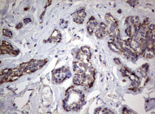 PI 3-Kinase p110 delta Antibody (OTI1D11) - Azide and BSA Free