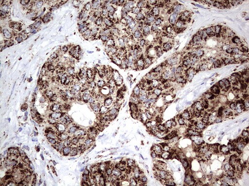 PI 3-Kinase p110 delta Antibody (OTI1D11) - Azide and BSA Free