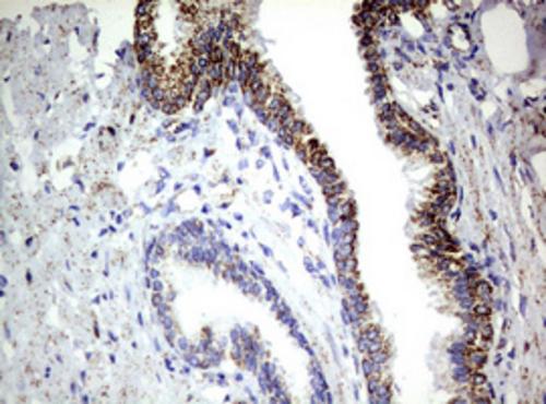 PI 3-Kinase p110 delta Antibody (OTI1D11) - Azide and BSA Free
