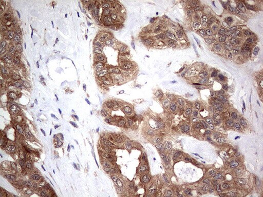 PIK3CA Antibody (OTI6D9) - Azide and BSA Free