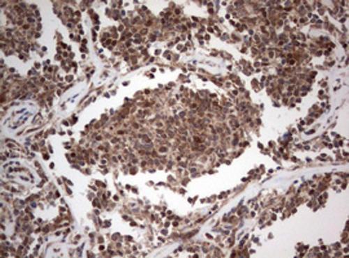 PIK3CA Antibody (OTI6D9) - Azide and BSA Free