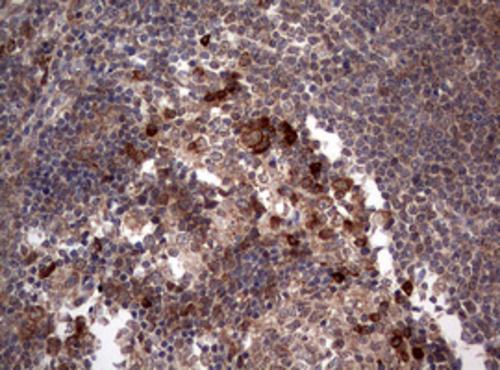 PIK3CA Antibody (OTI6D9) - Azide and BSA Free