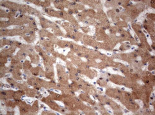 PIK3CA Antibody (OTI6D9) - Azide and BSA Free