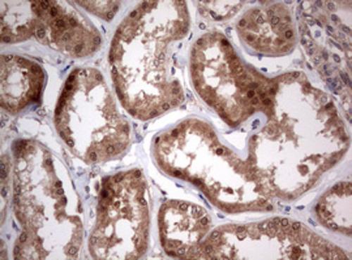 PIK3CA Antibody (OTI6D9) - Azide and BSA Free